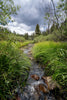 Where the Grass Becomes Water