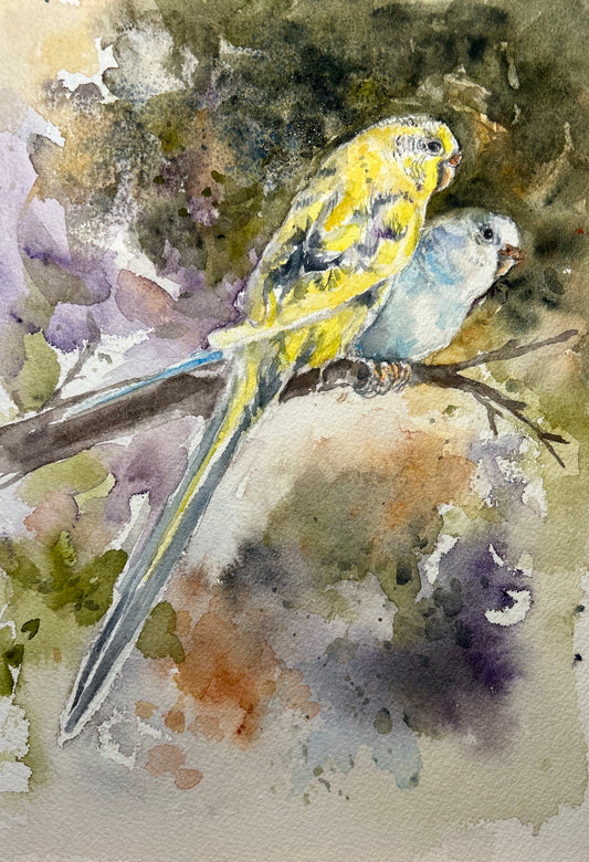Parakeet Buddies
