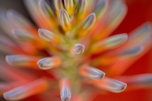 Aloe You Wild
