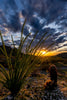 Dreamy Draw Ocotillo Sunset- Portrait