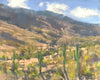 Cactus Forest Loop Drive