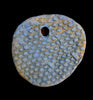 Not Made of Green Cheese (Gibbous Moonowl)