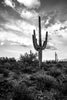 Sonoran Patriarch - Grandad