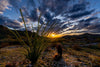Dreamy Draw Ocotillo Sunset