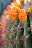 Embers of The Desert