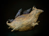 Raven-shadowed Ratdog